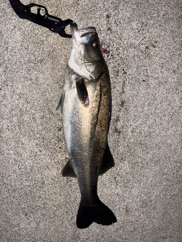 スズキの釣果