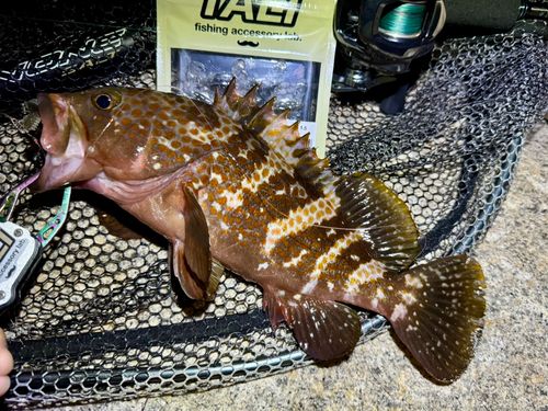 アコウの釣果