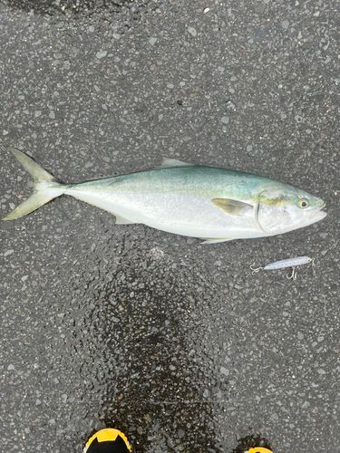 ハマチの釣果