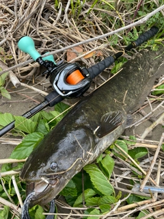 ナマズの釣果