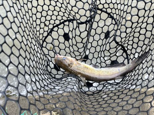アメリカナマズの釣果