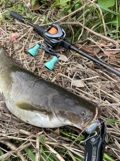 ナマズの釣果