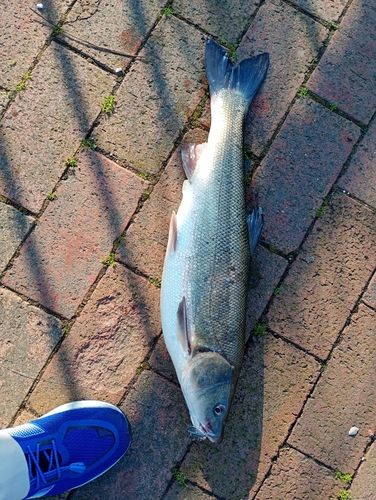 ウグイの釣果