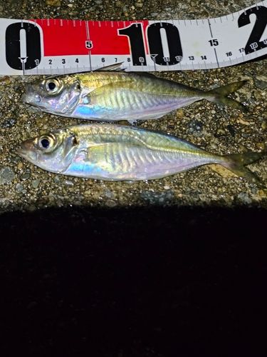 マアジの釣果
