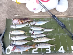 マアジの釣果