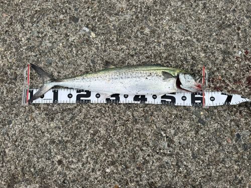 サゴシの釣果