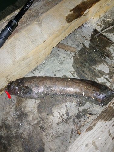 フサギンポの釣果