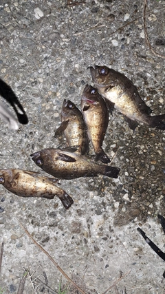 メバルの釣果