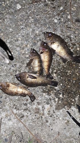 メバルの釣果