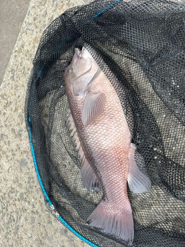 カンダイの釣果