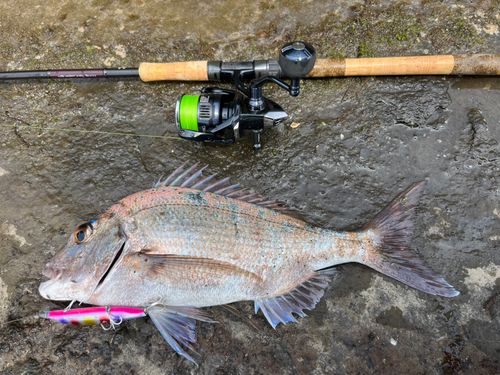 マダイの釣果