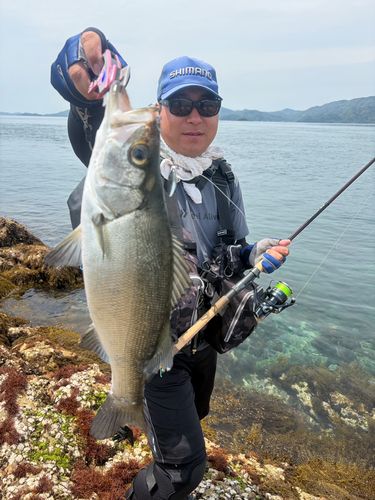 ヒラスズキの釣果
