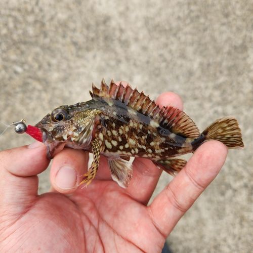 カサゴの釣果