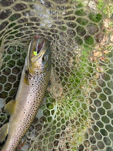 ブラウントラウトの釣果