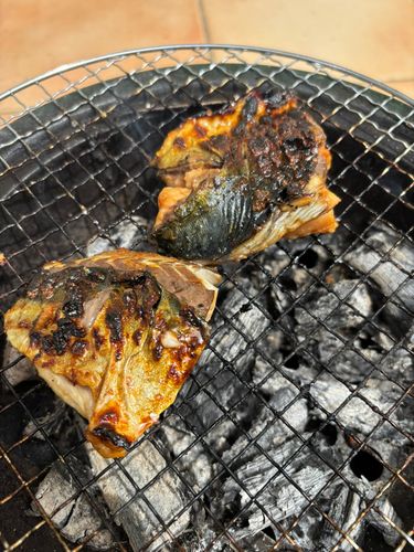 サバの釣果