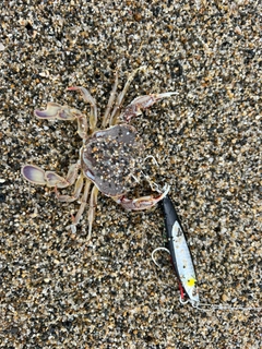 シタビラメの釣果