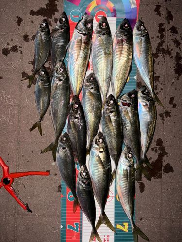 アジの釣果