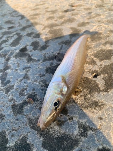 シロギスの釣果