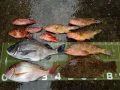 ヒラメの釣果