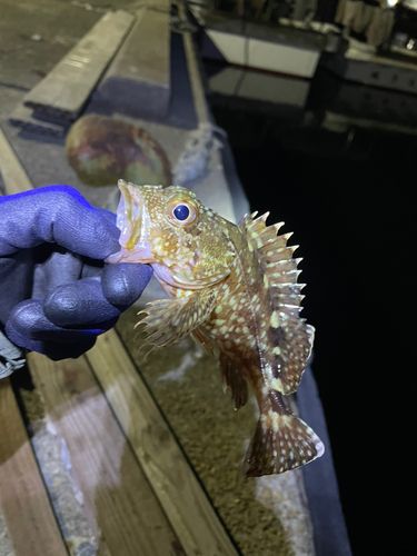 カサゴの釣果