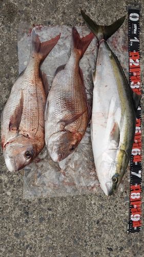 ブリの釣果