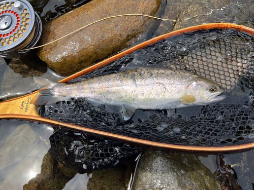 ヤマメの釣果