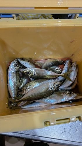 アジの釣果