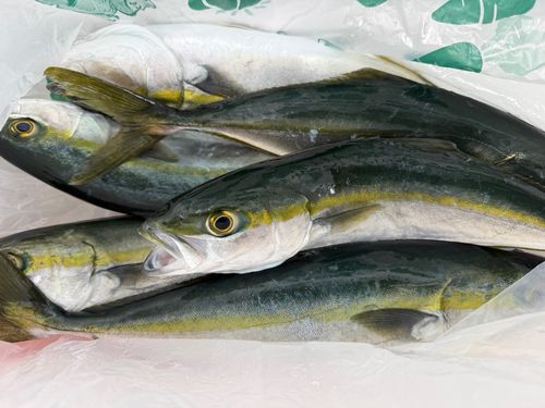ツバイソの釣果