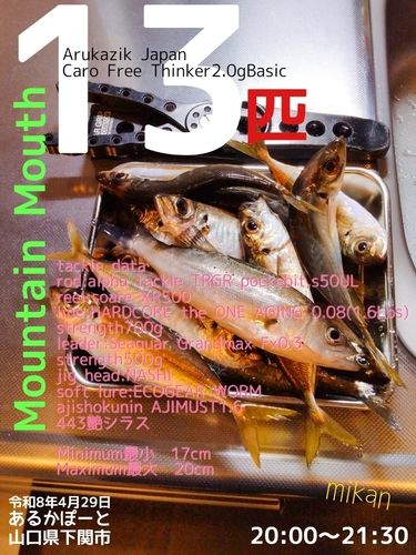 アジの釣果