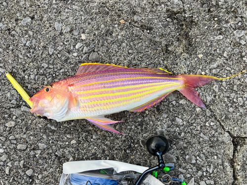 イトヨリダイの釣果