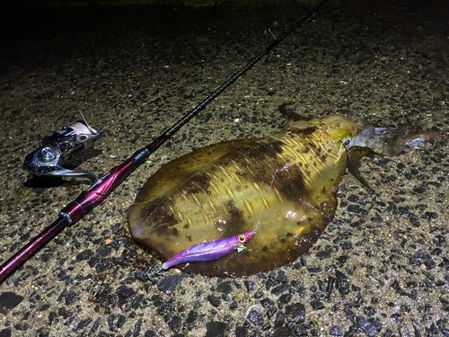 アオリイカの釣果