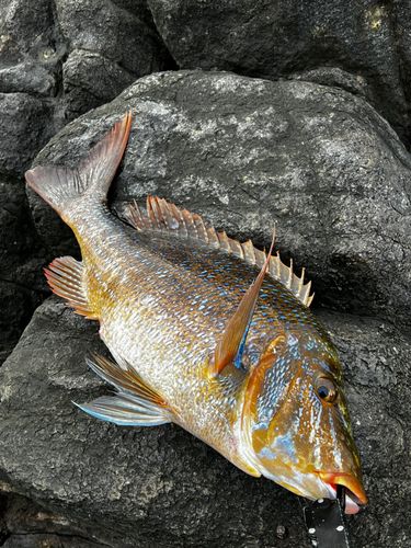 タマンの釣果