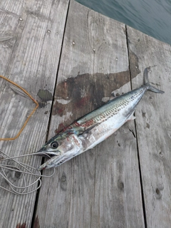 サゴシの釣果