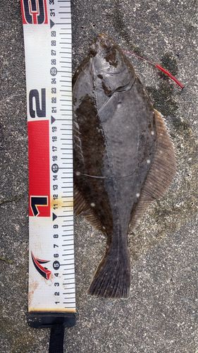 カレイの釣果