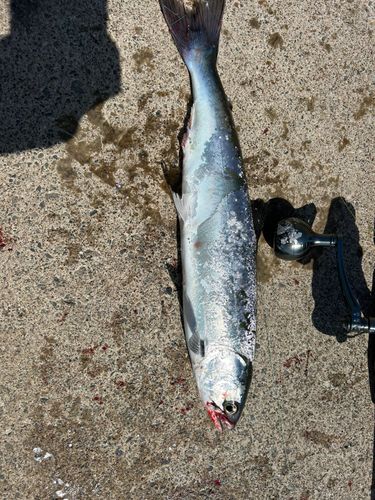 サクラマスの釣果