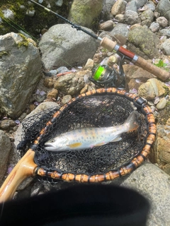 ヤマメの釣果