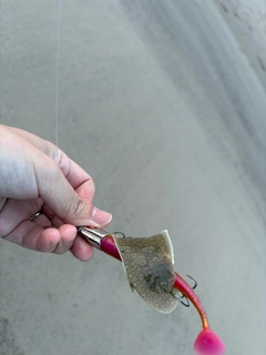 シタビラメの釣果