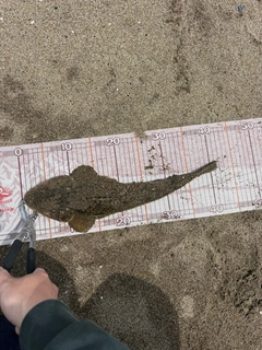 マゴチの釣果