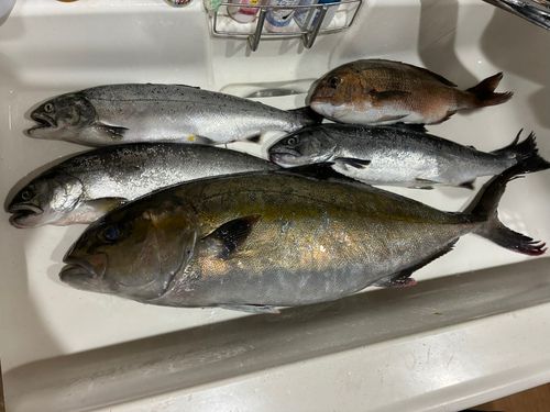 サクラマスの釣果