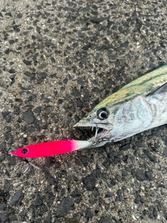 サゴシの釣果