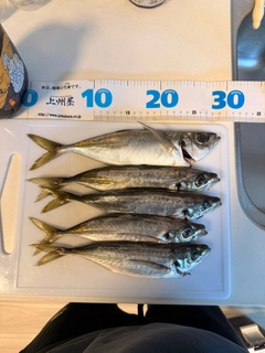 アジの釣果