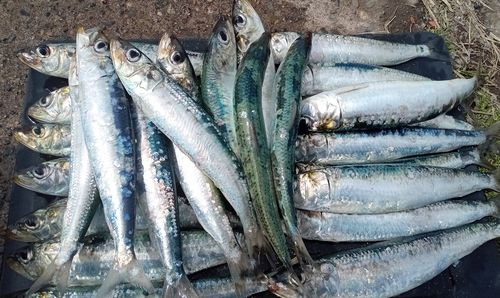 イワシの釣果