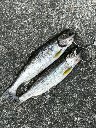 ヤマメの釣果