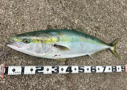ブリの釣果
