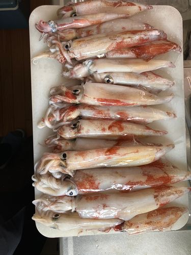 マイカの釣果