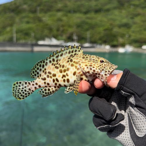 イシミーバイの釣果