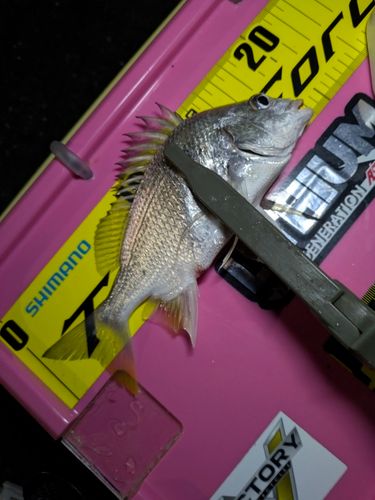 キビレの釣果