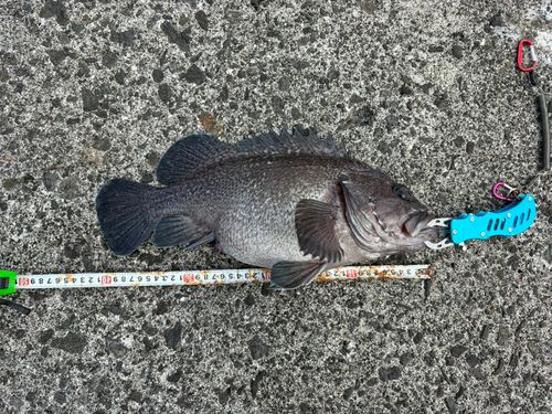 マゾイの釣果