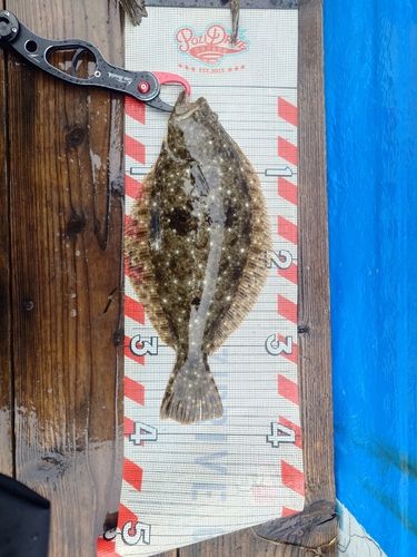 ソゲの釣果