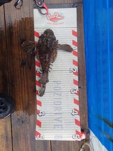 オニオコゼの釣果